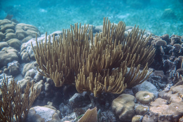 Los arrecifes de Belice, un tesoro de biodiversidad revive en el Caribe