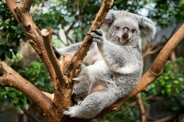 Logran secuenciar el genoma del koala, un paso enorme para preservarlo