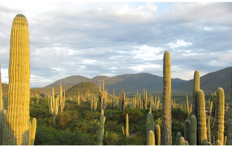 El Valle mexicano de Tehuacán-Cuicatlán declarado Patrimonio de la Humanidad