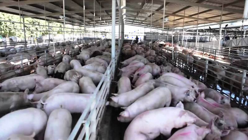 Mida se declara en alerta zoosanitaria por Peste Porcina Africana