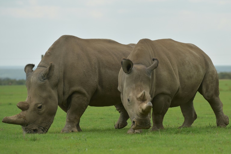 Primeros embriones in vitro, esperanza para salvar al rinoceronte blanco del norte