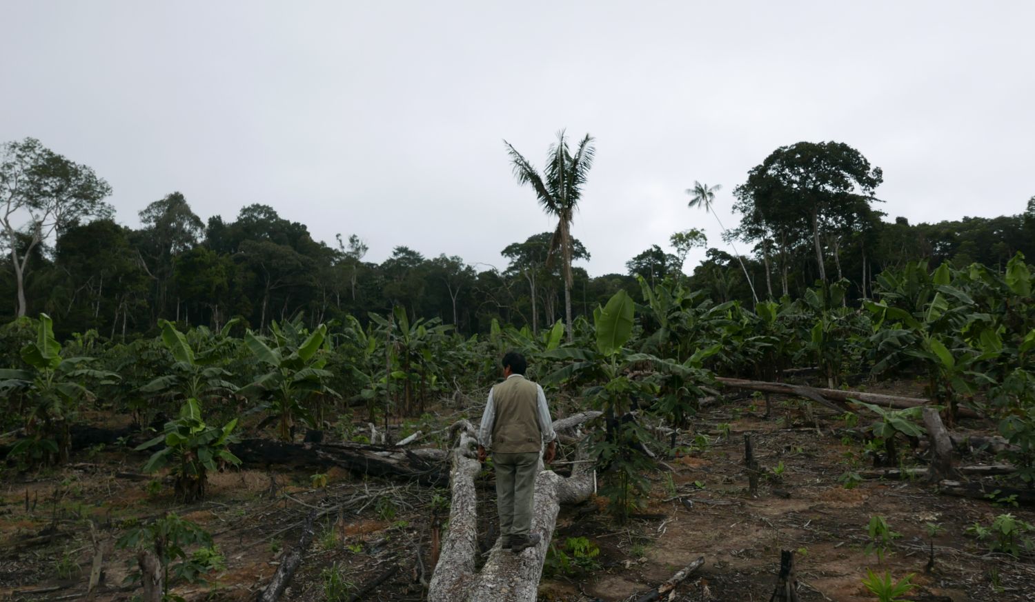 América Latina, región de alto riesgo para los ambientalistas
