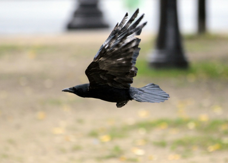 Entrenan cuervos para recoger colillas de cigarros en un parque temático francés
