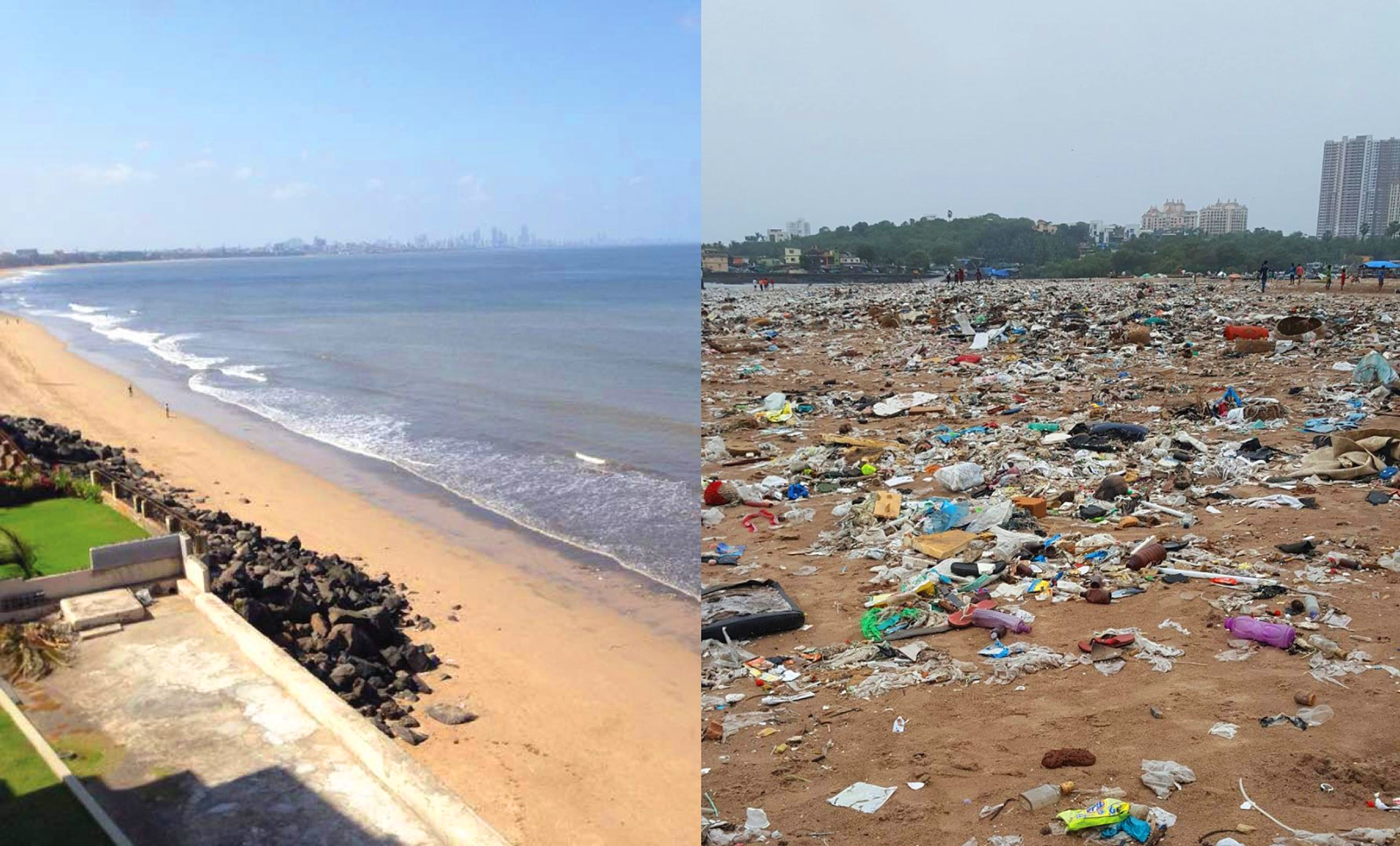 El milagro de la playa Versova que pasó de ser un basurero a hogar de tortugas