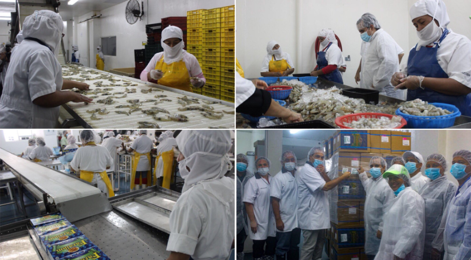 Realizan primer envío de 45 mil libras de camarón a EE.UU. por Panamá Exporta