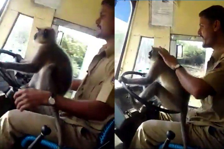 India suspende a un chofer de bus por dejar "manejar" a un mono