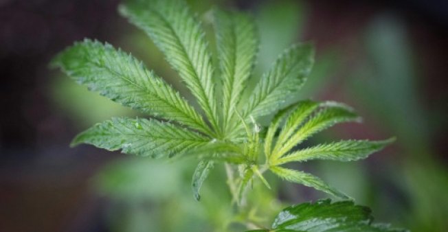 Canadá ultima los preparativos para la histórica legalización de la marihuana
