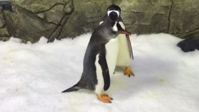 Una pareja de pingüinos machos se comportan como padres tras incubar un huevo