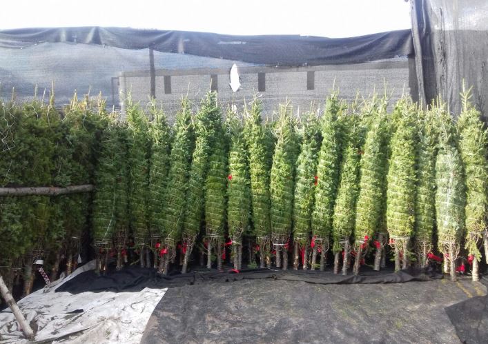 Más de 12 mil árboles de Navidad llegaron a Panamá