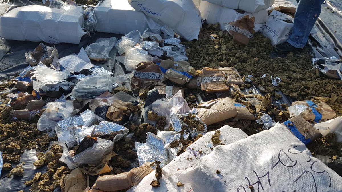 Destruyen 7.9 toneladas de droga en La Chorrera