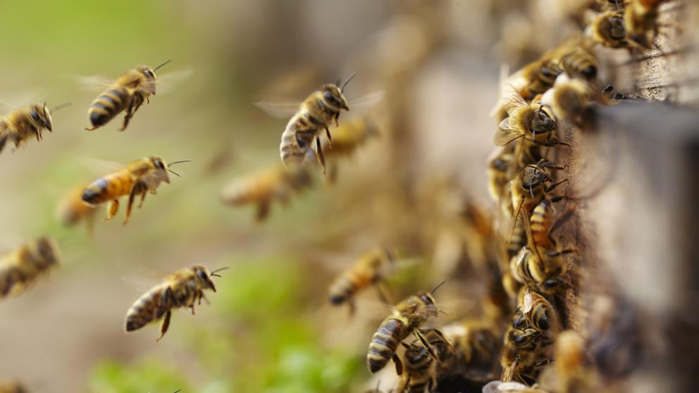 Una vacuna para las abejas contra el "apocalipsis de los insectos"