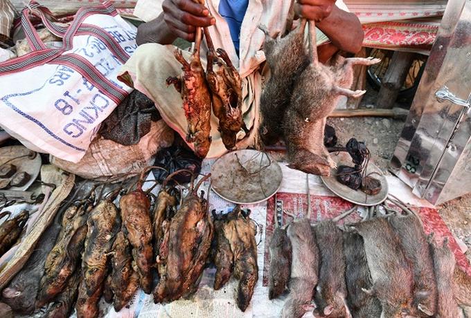 La rata, un manjar en India