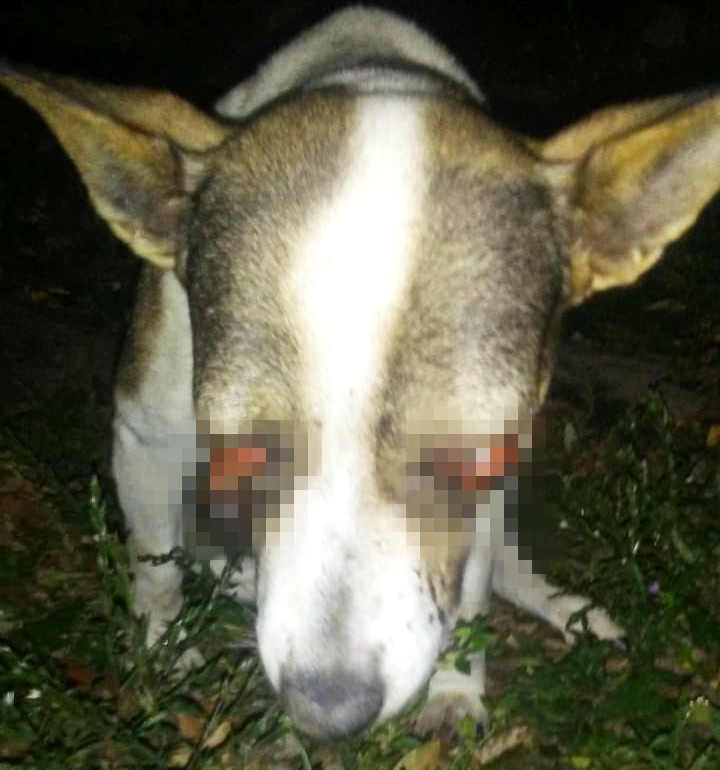 Ministerio Público inicia investigación tras ataque a canino en Gualaca