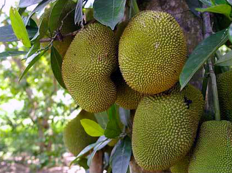 El apetito chino por el durián amenaza la jungla de Malasia