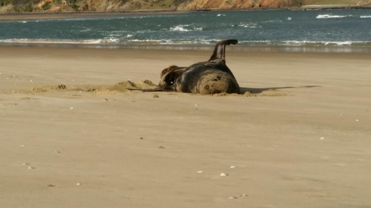 Hallan en Nueva Zelanda fotos entre las heces congeladas de una foca