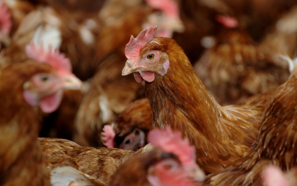 Más de 210.000 gallinas serán sacrificadas tras casos de gripe aviaria en Holanda