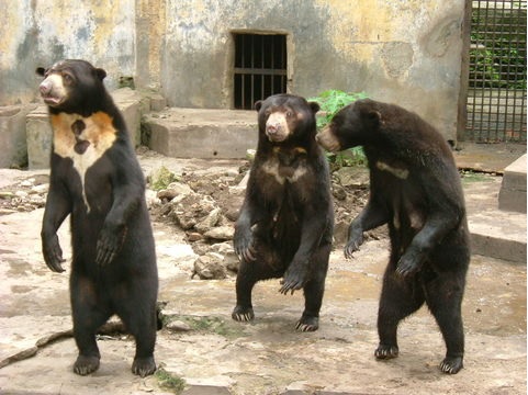 Sorpresa: los osos también son capaces de imitar los gestos de sus pares