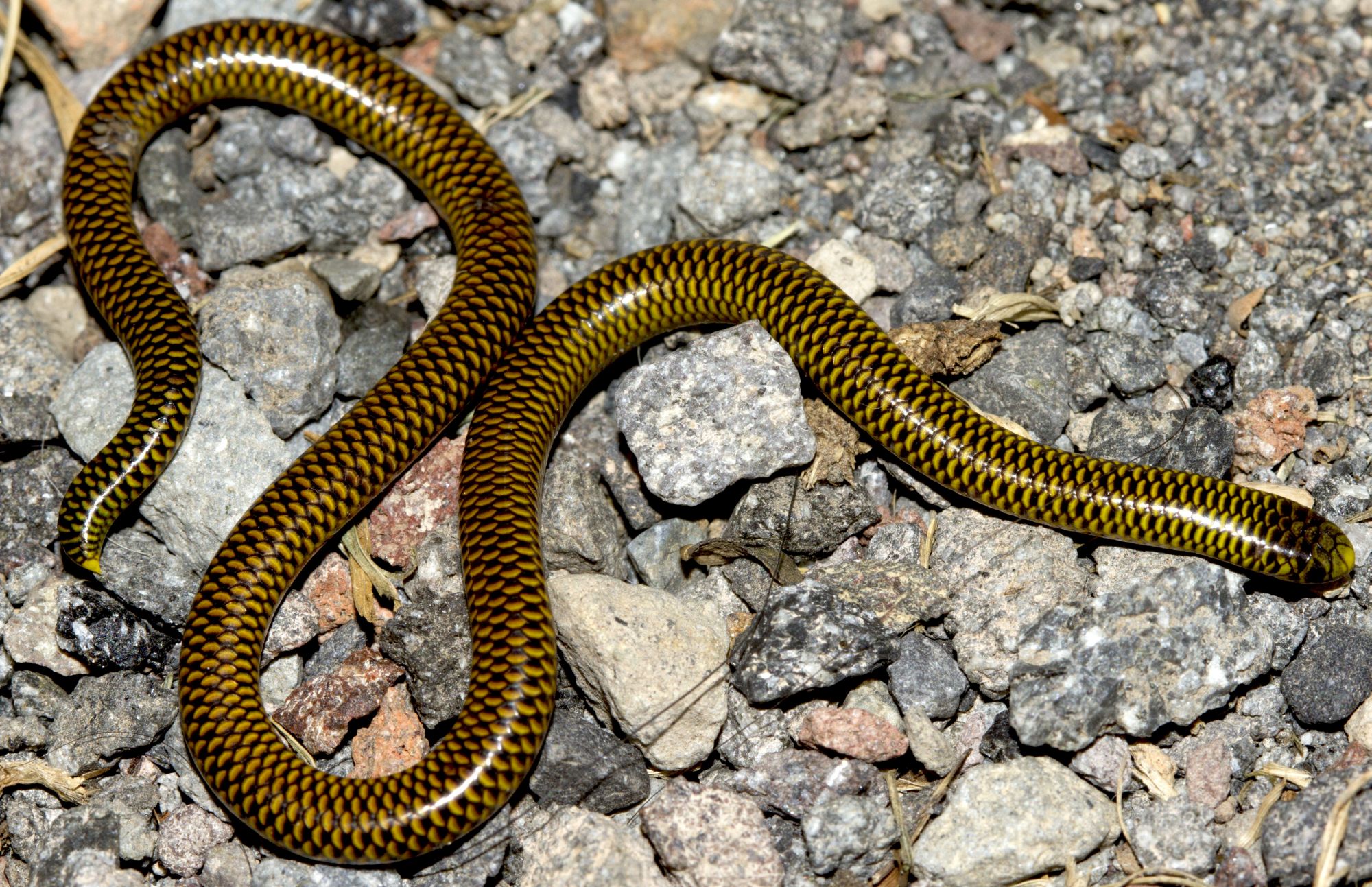 Descubren nueva especie de serpiente venenosa en Perú – En Segundos Panama