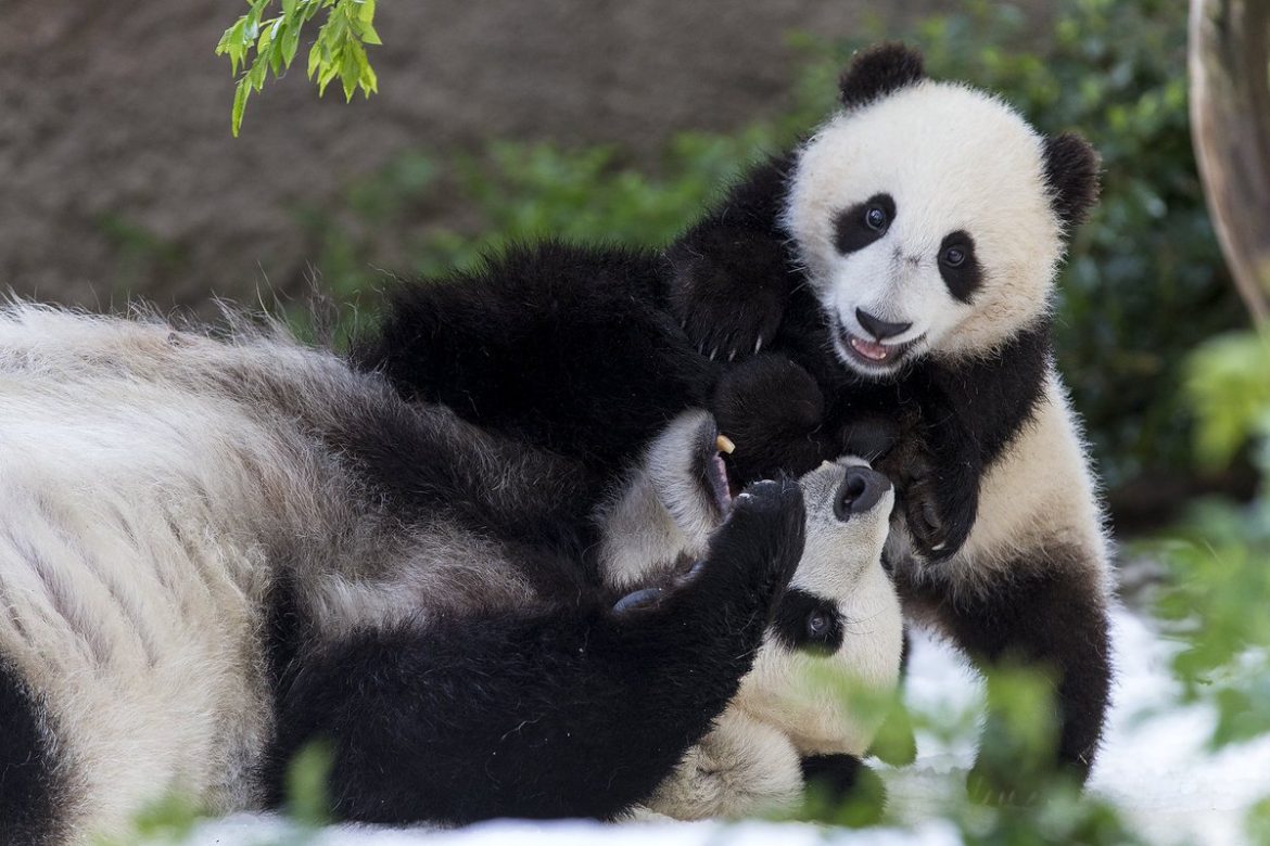 Zoo de EEUU devuelve a China pandas gigantes convertidos en sensación