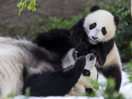 Zoo de EEUU devuelve a China pandas gigantes convertidos en sensación