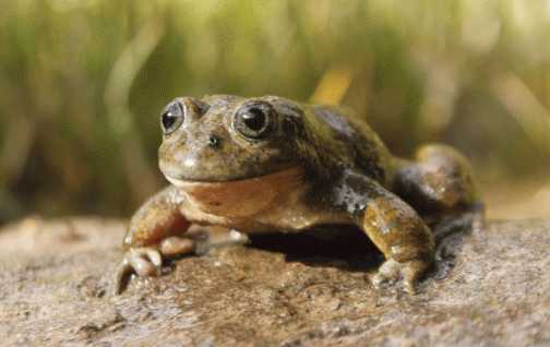 Hallan especie de rana amenazada que era consumida en jugos en Perú