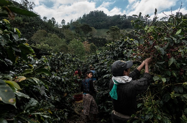 Los campesinos de Centroamérica sufren el cambio climático y emigran a Estados Unidos