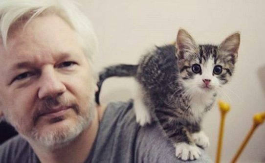 ¿Qué pasó con el gato que vivía con Julian Assange?