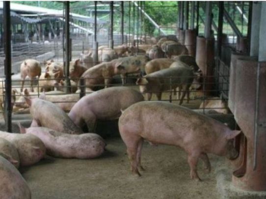 MICI aplica nueva salvaguardia agrícola a importaciones de productos de cerdo