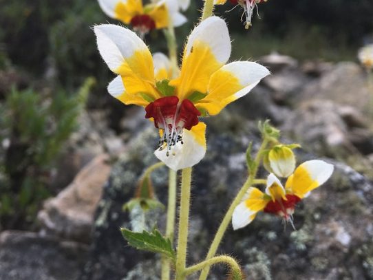 Estas plantas peruanas parecen tener memoria