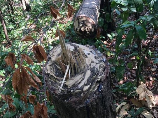 Presentan denuncia ante MiAmbiente por daños ambientales en Isla Boná