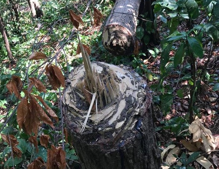 Presentan denuncia ante MiAmbiente por daños ambientales en Isla Boná