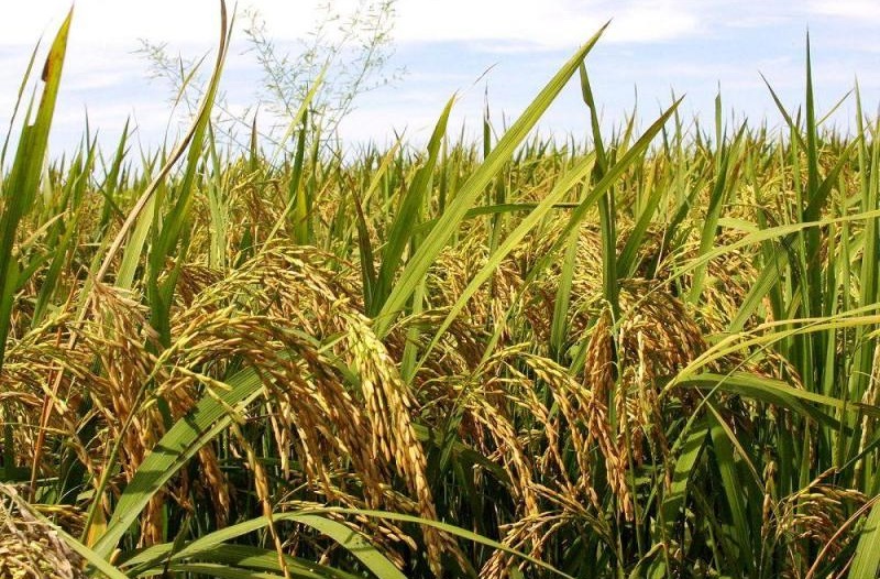 Coclesanos aumentan producción de arroz y cebolla