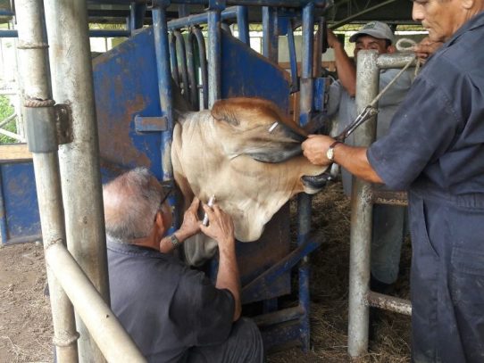 MIDA establece cordón zoosanitario para evitar la propagación de rabia bovina