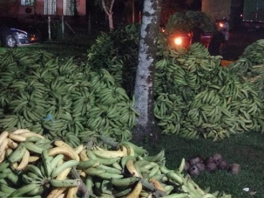 Mida apoya a productores de plátano en recuperación del rubro