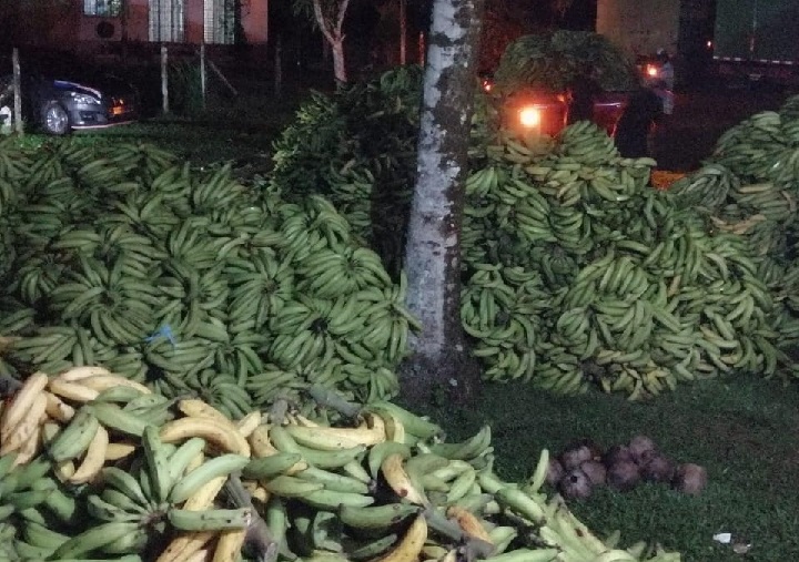Mida apoya a productores de plátano en recuperación del rubro