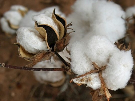 EEUU bloquea importación de algodón de "mano de obra esclava" de provincia china