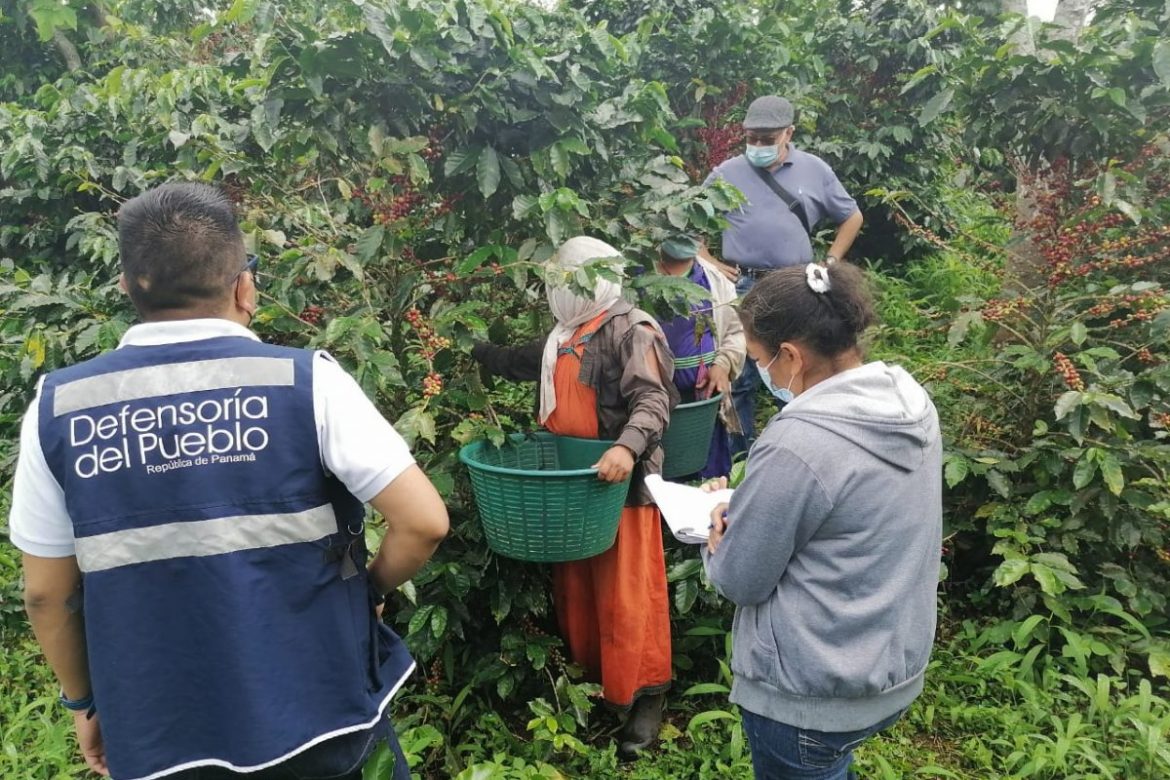 Realizan inspección preventiva de trabajo infantil en fincas cafetaleras de Chiriquí