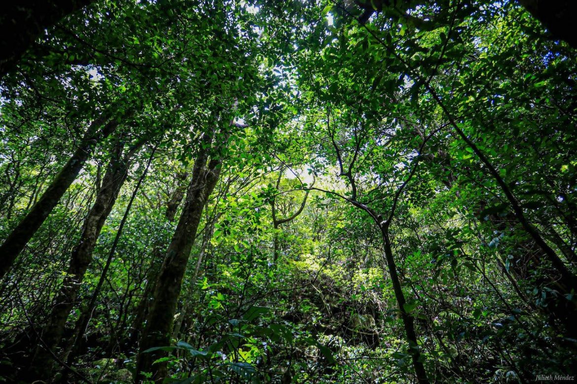 Banco Mundial concede a Costa Rica USD 60 millones para comunidades que protegen bosques