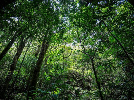 Banco Mundial concede a Costa Rica USD 60 millones para comunidades que protegen bosques