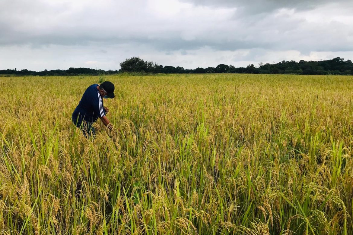 Molinos han comprando el 50% de la producción de arroz