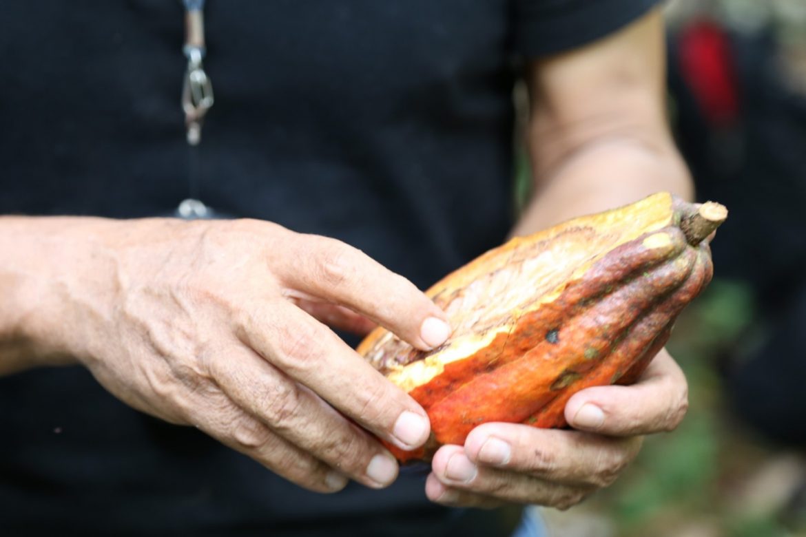 Potencian cacao panameño en competencia internacional