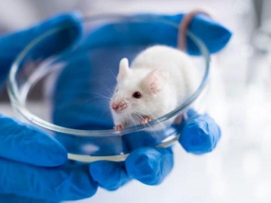 Con un tratamiento antiedad, científicos reestauran la visión en ratones