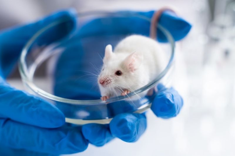 Con un tratamiento antiedad, científicos reestauran la visión en ratones