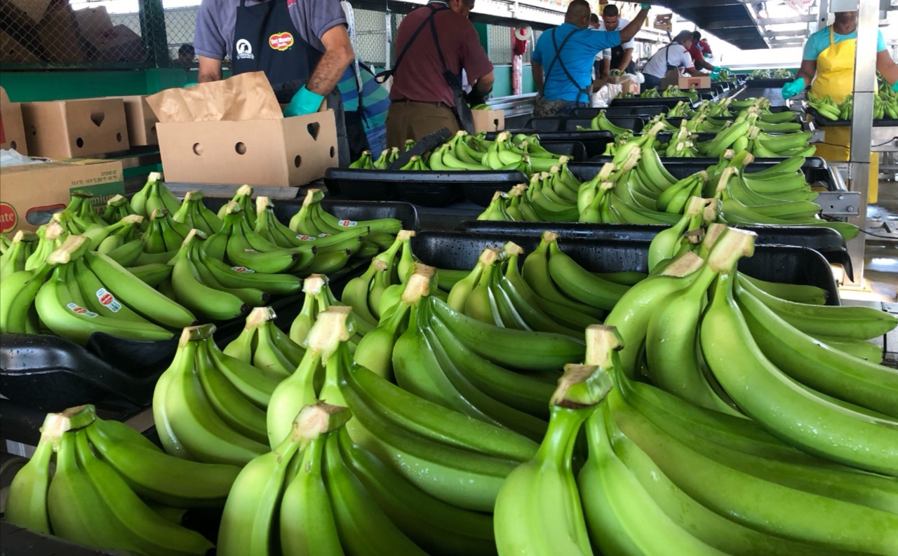 Producción Y Exportaciones De Banano Se Incrementaron En El 2020 – En