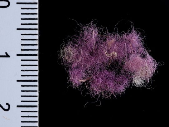 Descubren en Israel tejidos púrpura de 3.000 años de antigüedad