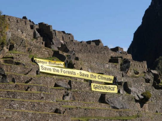 Avistan osos de anteojos en ciudadela inca de Machu Picchu