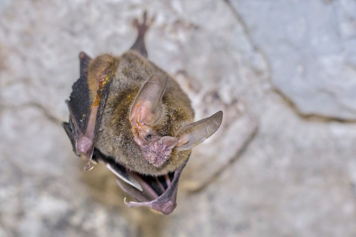 Smithsonian realiza primer estudio de niveles de testosterona en murciélagos machos