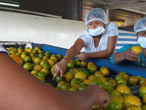 Panamá refuerza la vigilancia fitosanitaria ante la expansión del “dragón amarillo”