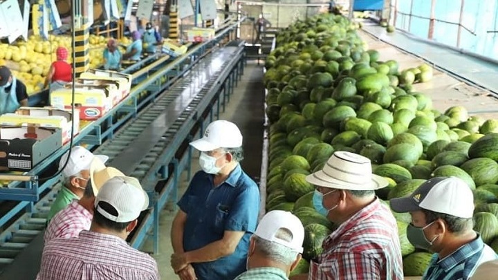 MIDA gana mercados para melón, sandía y zapallo en EE.UU.