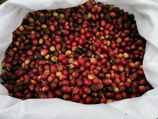 El MIDA recomienda nueva genética para el cultivo de café